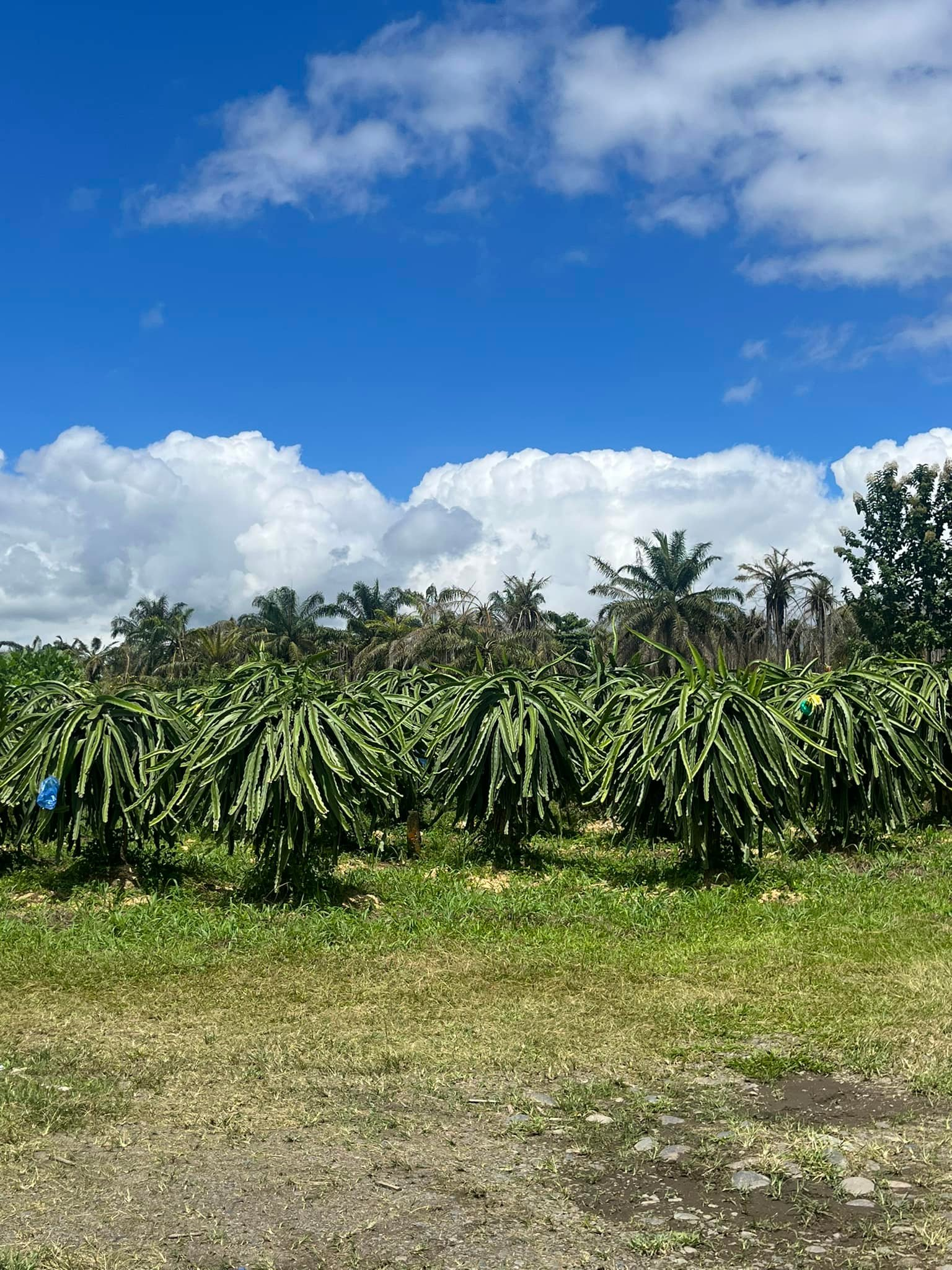 Plantación de frutas